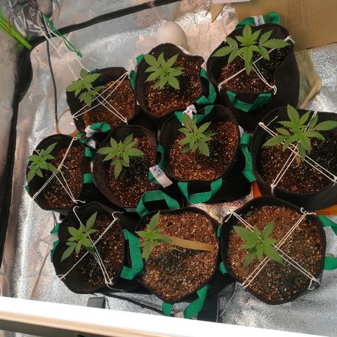 Evita growlog timeline photo