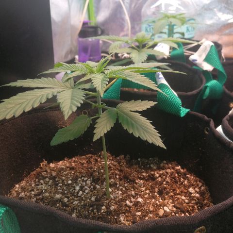 Evita growlog timeline photo