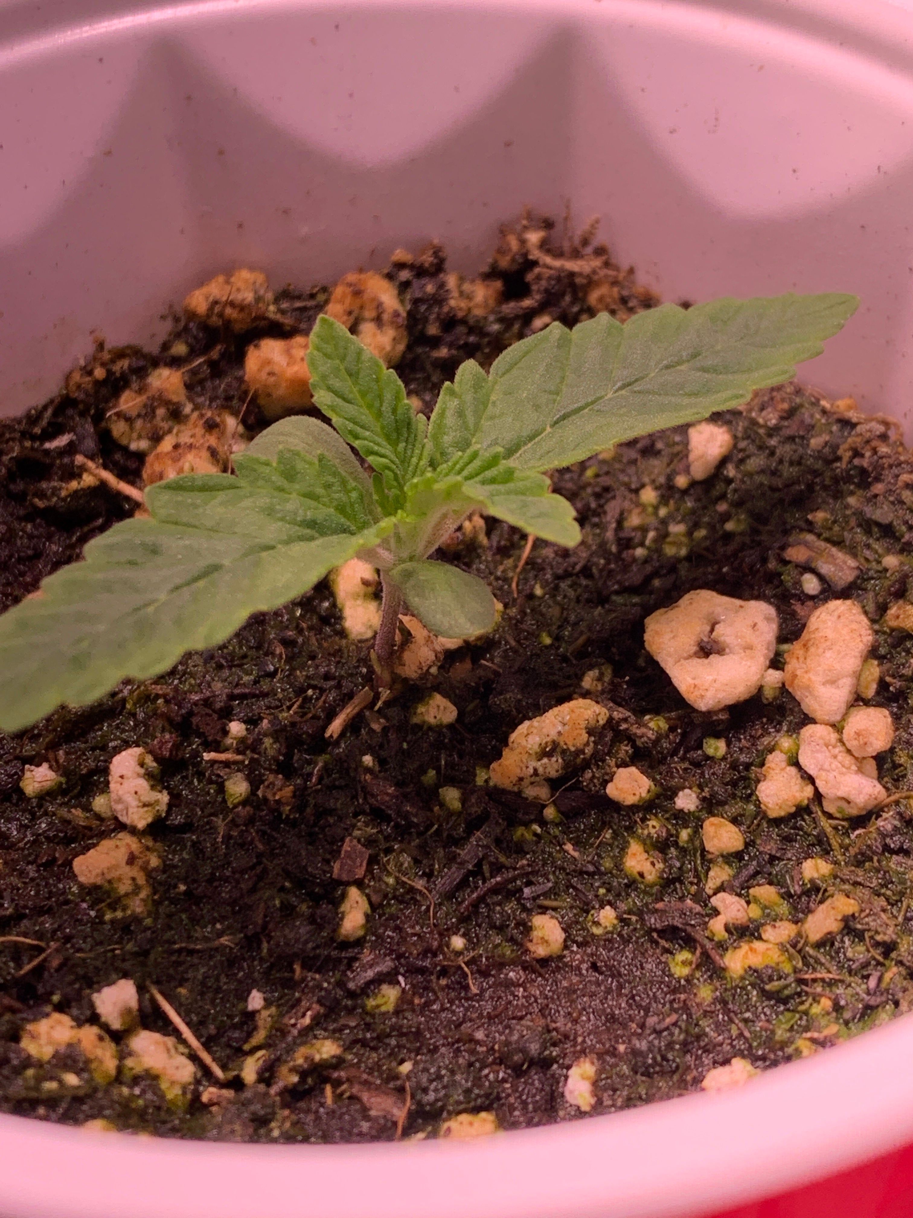 Gorilla butter #1 growlog header