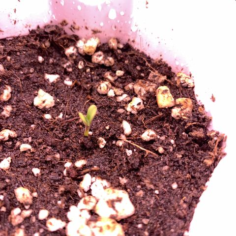 Gorilla butter #1 growlog photo