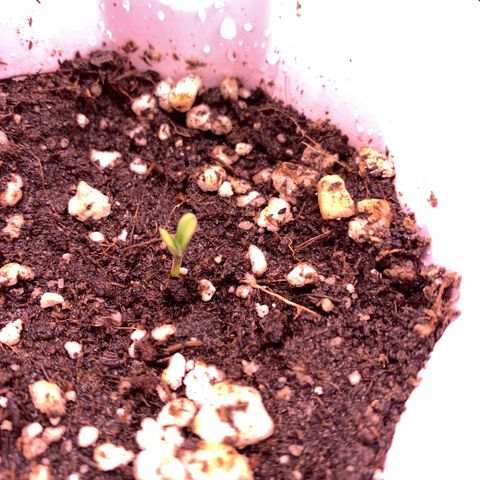 Gorilla butter #1 growlog photo