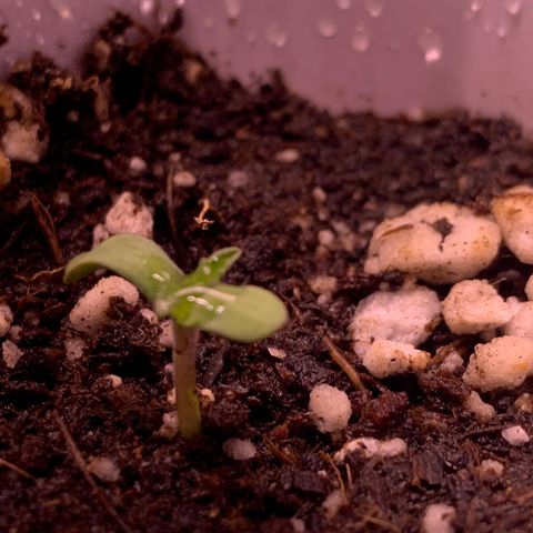 Gorilla butter #1 growlog photo