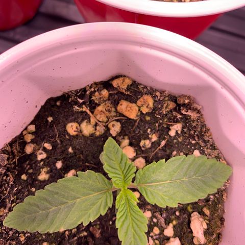 Gorilla butter #1 growlog photo