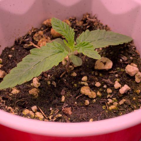 Gorilla butter #1 growlog photo