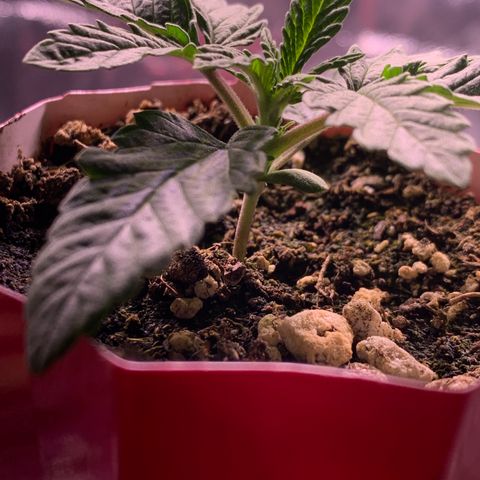 Gorilla butter #1 growlog timeline photo