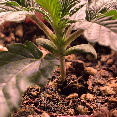 Gorilla butter #1 growlog timeline photo