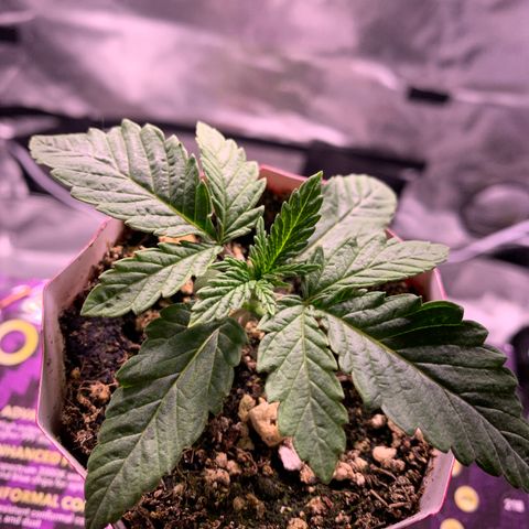 Gorilla butter #1 growlog timeline photo