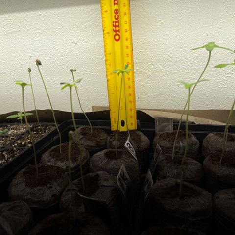Bubba Kush growlog photo: Just over 2’ tall in the flat and almost 4’ tall in the pellets medium. 
Continuing to spray with distilled water.  
The flat seeds have the first leaves, as the pellets haven’t started developing leaves.  