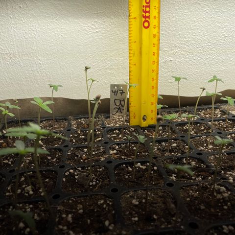 Bubba Kush growlog photo: Just over 2’ tall in the flat and almost 4’ tall in the pellets medium. 
Continuing to spray with distilled water.  
The flat seeds have the first leaves, as the pellets haven’t started developing leaves.  
