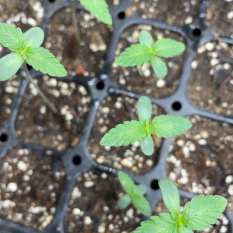 Bubba Kush growlog timeline photo