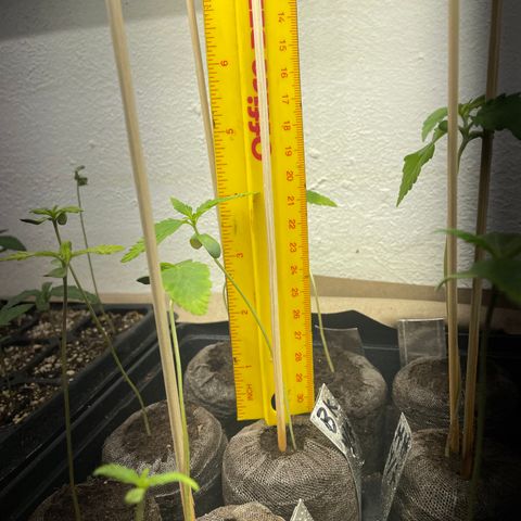 Bubba Kush growlog photo: Starting to see rooms out the bottom 