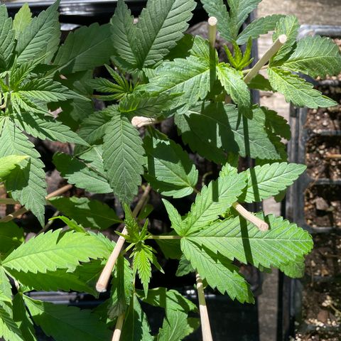 Bubba Kush growlog photo: Took the outside and gave them some fish fertilizer.  1/2 tbs mixed in a gallon of distilled water.  