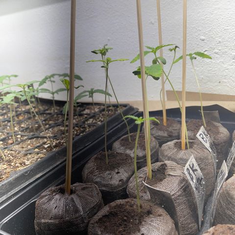 Bubba Kush growlog photo: Starting to see rooms out the bottom 