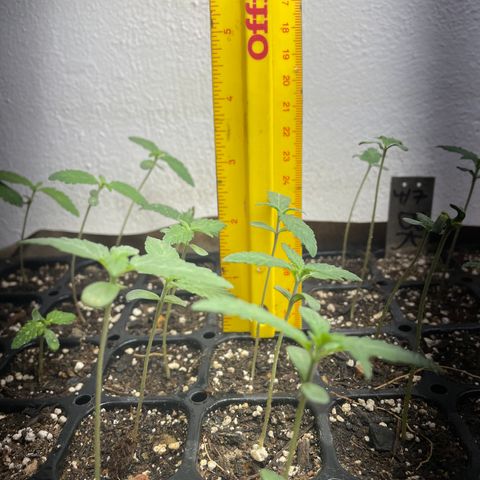 Bubba Kush growlog photo: Starting to see rooms out the bottom 