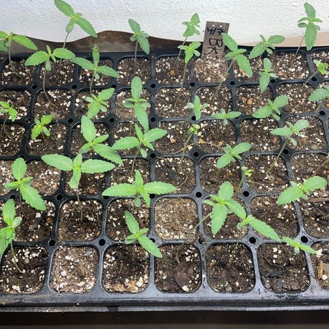 Bubba Kush growlog photo: Starting to see rooms out the bottom 