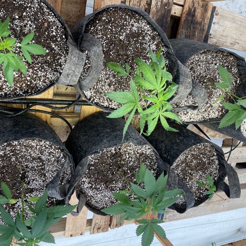 Bubba Kush growlog photo: Transplanted from trays, 52,and 7 from pellet pods.  
