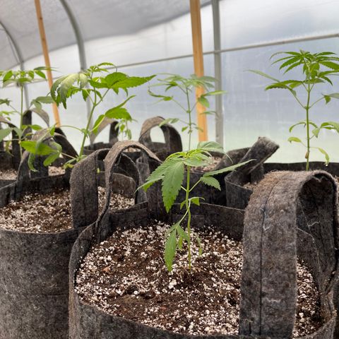 Bubba Kush growlog photo: Transplanted from trays, 52,and 7 from pellet pods.  