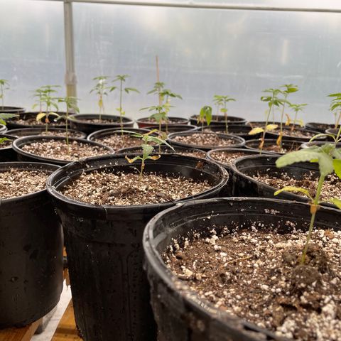 Bubba Kush growlog photo: Transplanted from trays, 52,and 7 from pellet pods.  