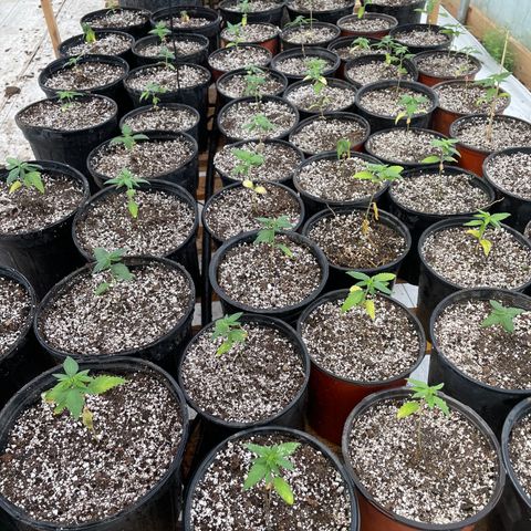 Bubba Kush growlog photo: Transplanted from trays, 52,and 7 from pellet pods.  