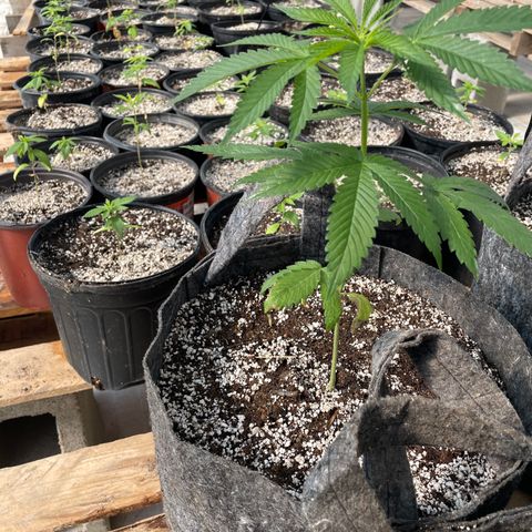 Bubba Kush growlog timeline photo