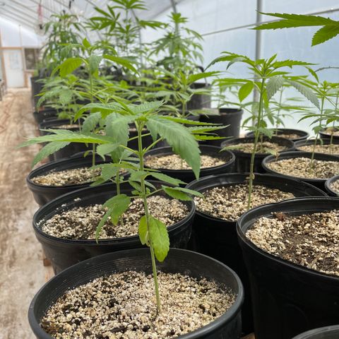 Bubba Kush growlog timeline photo