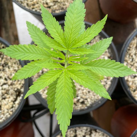 Bubba Kush growlog timeline photo