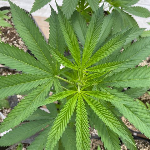 Bubba Kush growlog timeline photo