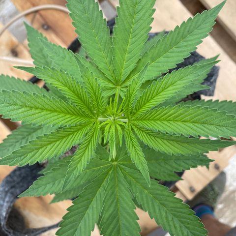 Bubba Kush growlog timeline photo