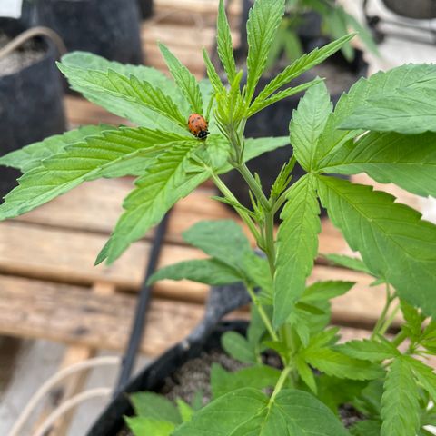 Bubba Kush growlog timeline photo