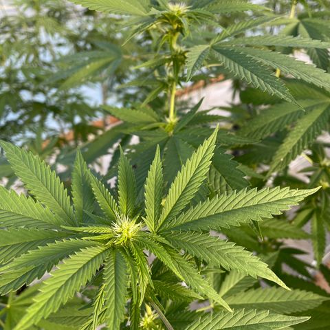Bubba Kush growlog timeline photo