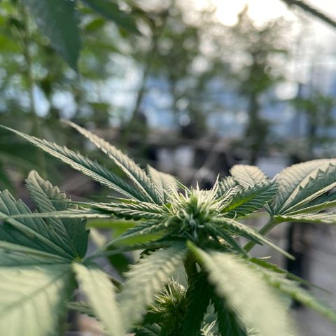 Bubba Kush growlog timeline photo