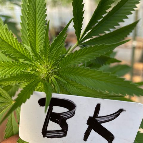 Bubba Kush growlog timeline photo