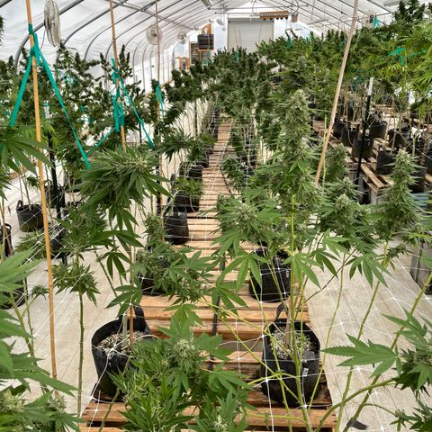 Bubba Kush growlog photo: Last morning.  Low tide is at 930p. 