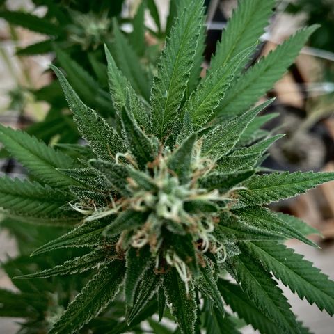 Bubba Kush growlog photo: Last morning.  Low tide is at 930p. 