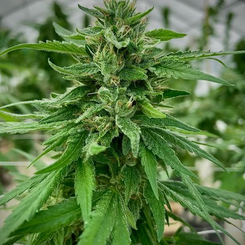 Bubba Kush growlog photo: Last morning.  Low tide is at 930p. 