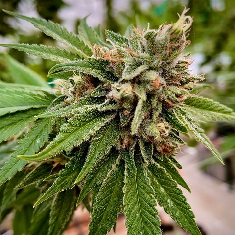 Bubba Kush growlog photo: Last morning.  Low tide is at 930p. 