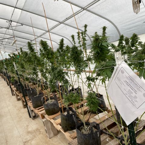 Bubba Kush growlog photo: Last morning.  Low tide is at 930p. 