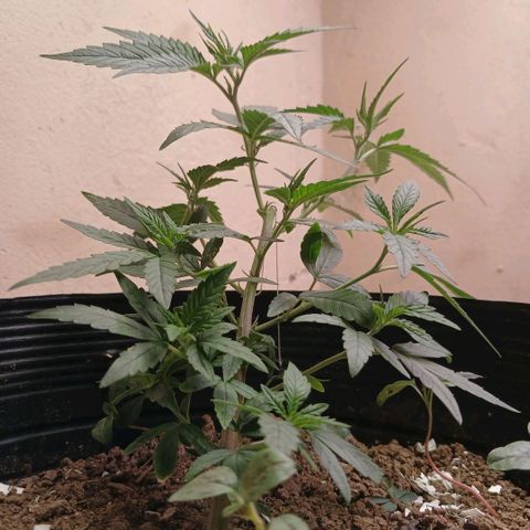 Purple Cookie CBD growlog photo: Após a pequena desfliação