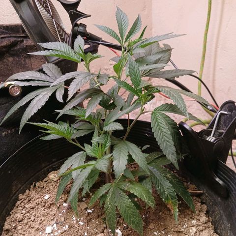Marshmelow OG .vp growlog photo: antes da poda 
