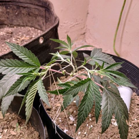 Marshmelow OG .vp growlog timeline photo
