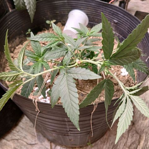 Purple Cookie CBD growlog timeline photo