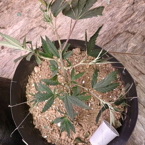 Marshmelow OG .vp growlog timeline photo