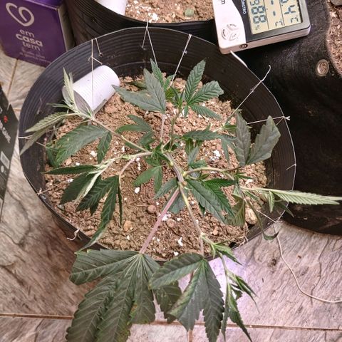 Marshmelow OG .vp growlog timeline photo