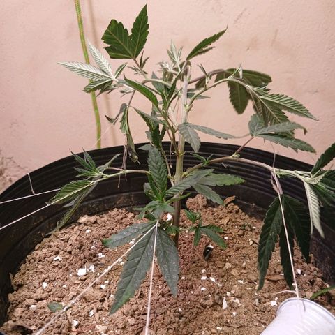 Marshmelow OG .vp growlog timeline photo