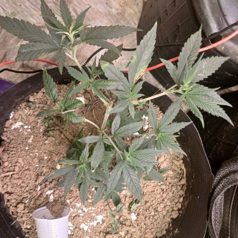 Purple Cookie CBD growlog timeline photo