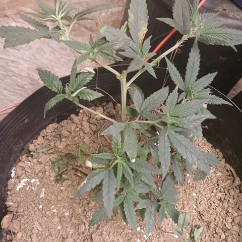 Purple Cookie CBD growlog timeline photo