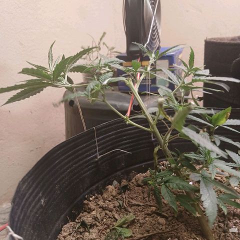 Purple Cookie CBD growlog timeline photo