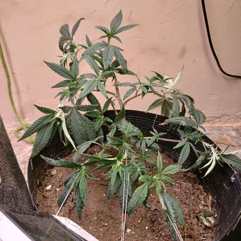 Marshmelow OG .vp growlog timeline photo