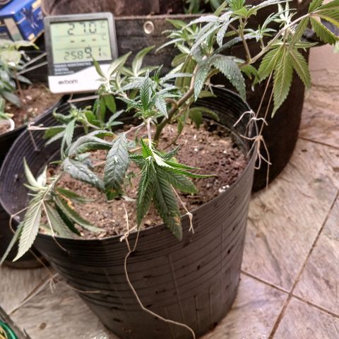 Marshmelow OG .vp growlog timeline photo