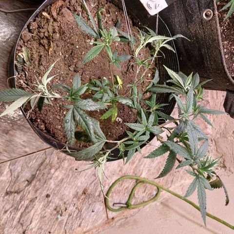 Marshmelow OG .vp growlog timeline photo